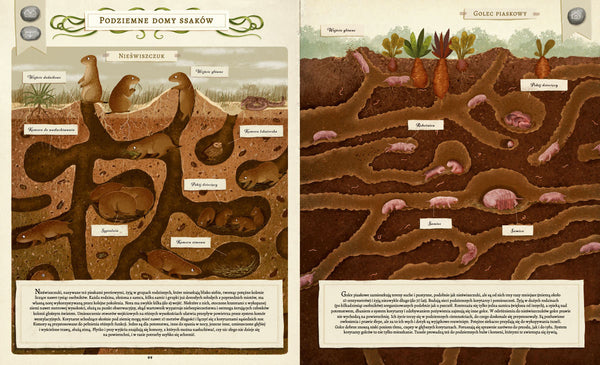 Co budują zwierzęta? - Dziubak Emilia