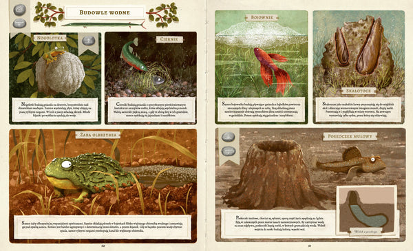 Co budują zwierzęta? - Dziubak Emilia